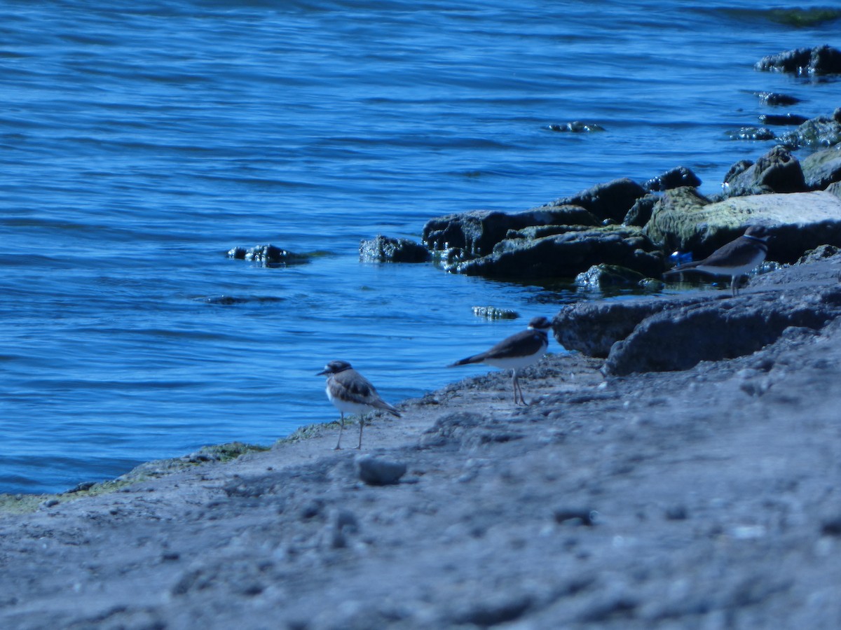 Killdeer - ML625308157