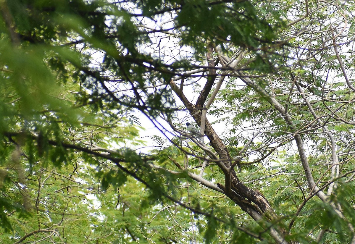 Black-headed Cuckooshrike - ML625308167