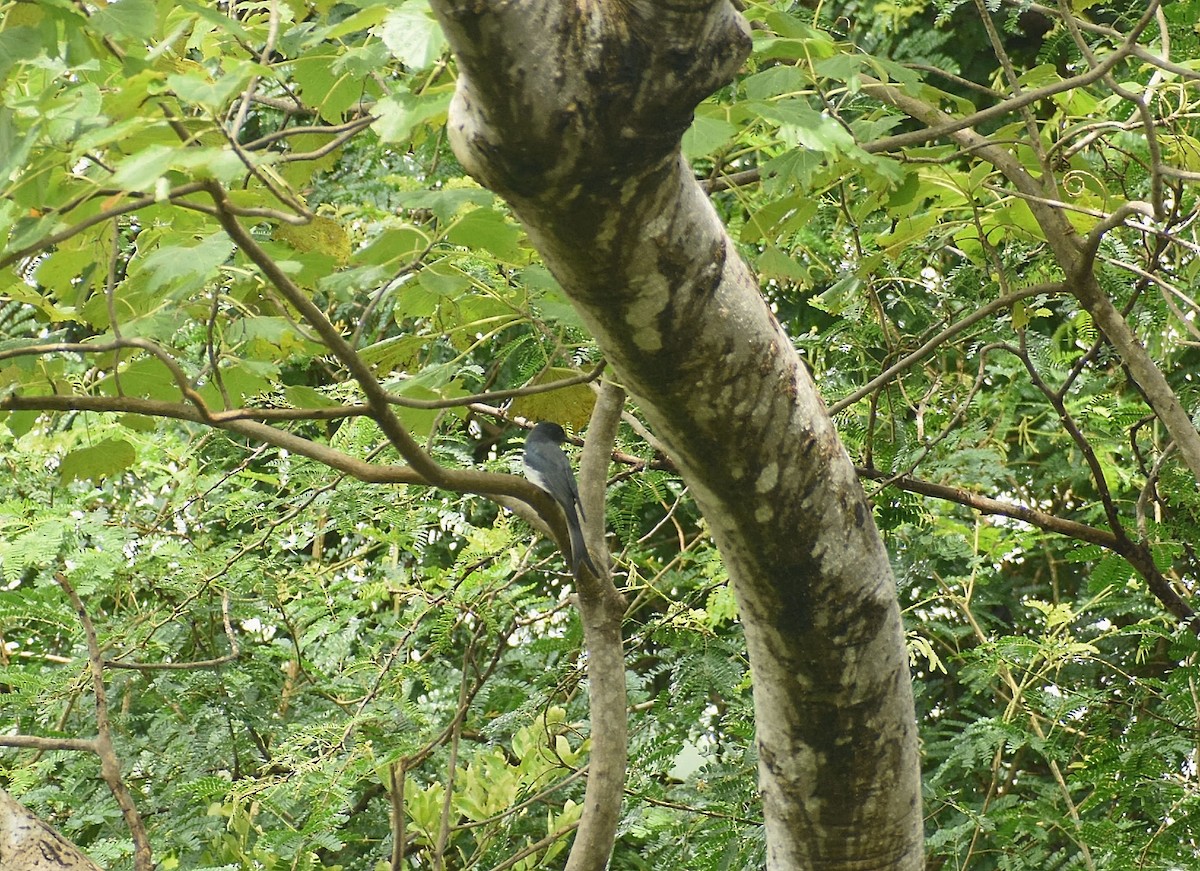 White-bellied Drongo - ML625308177