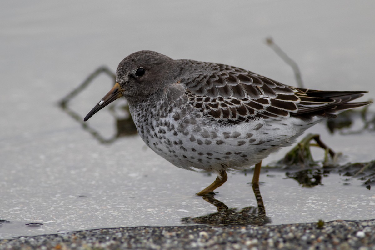 Rock Sandpiper - ML625308180