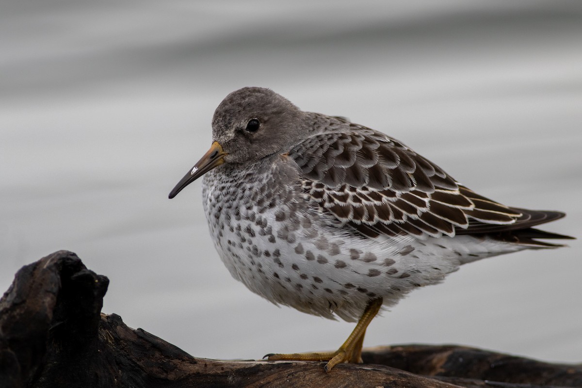 Rock Sandpiper - ML625308183