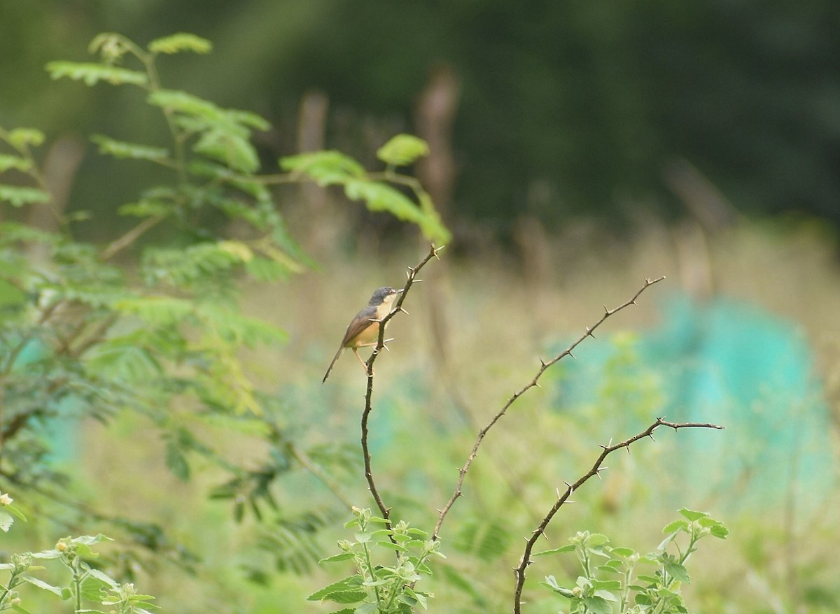 Ashy Prinia - ML625308197