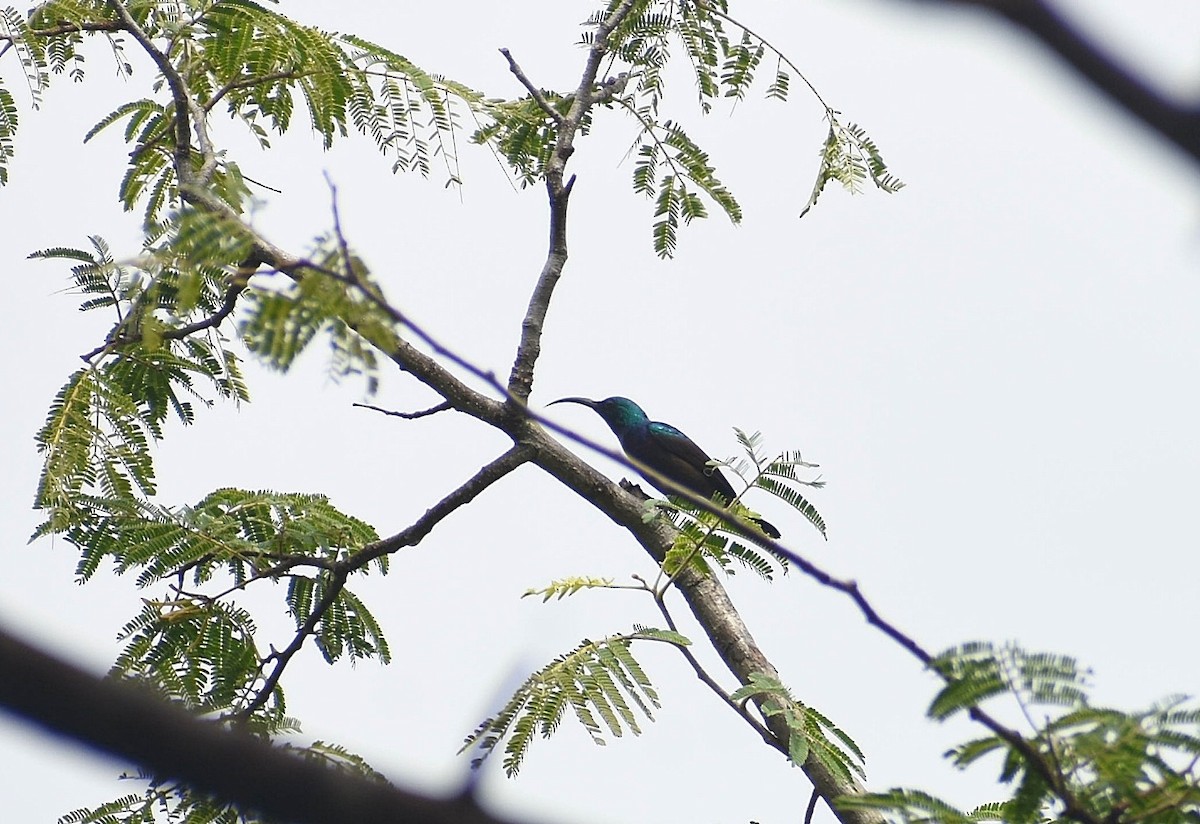Loten's Sunbird - ML625308208