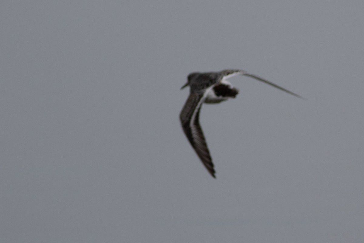 Rock Sandpiper - ML625308214