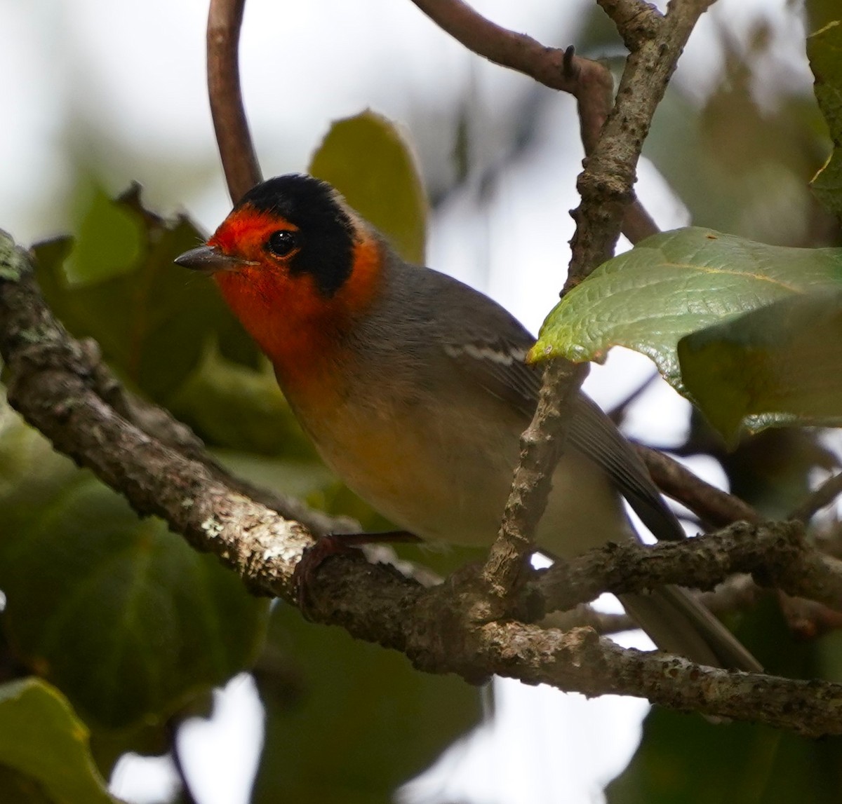 Red-faced Warbler - ML625308215