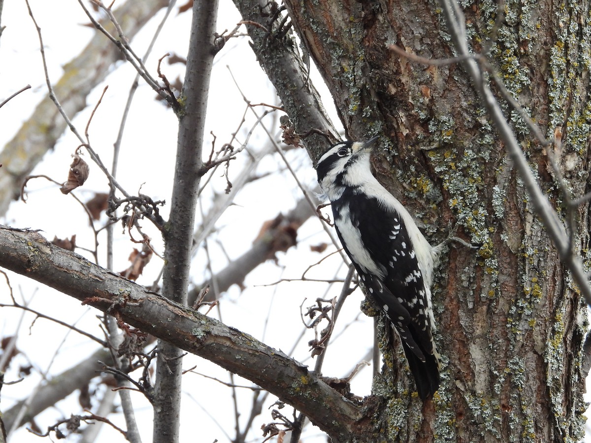 Downy Woodpecker - Helen Diakow