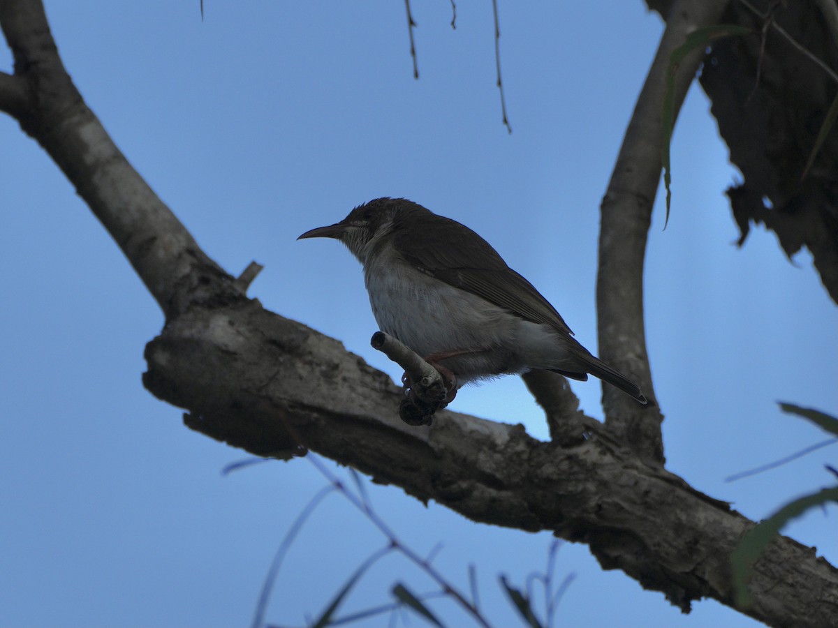 Brown-backed Honeyeater - ML625308399