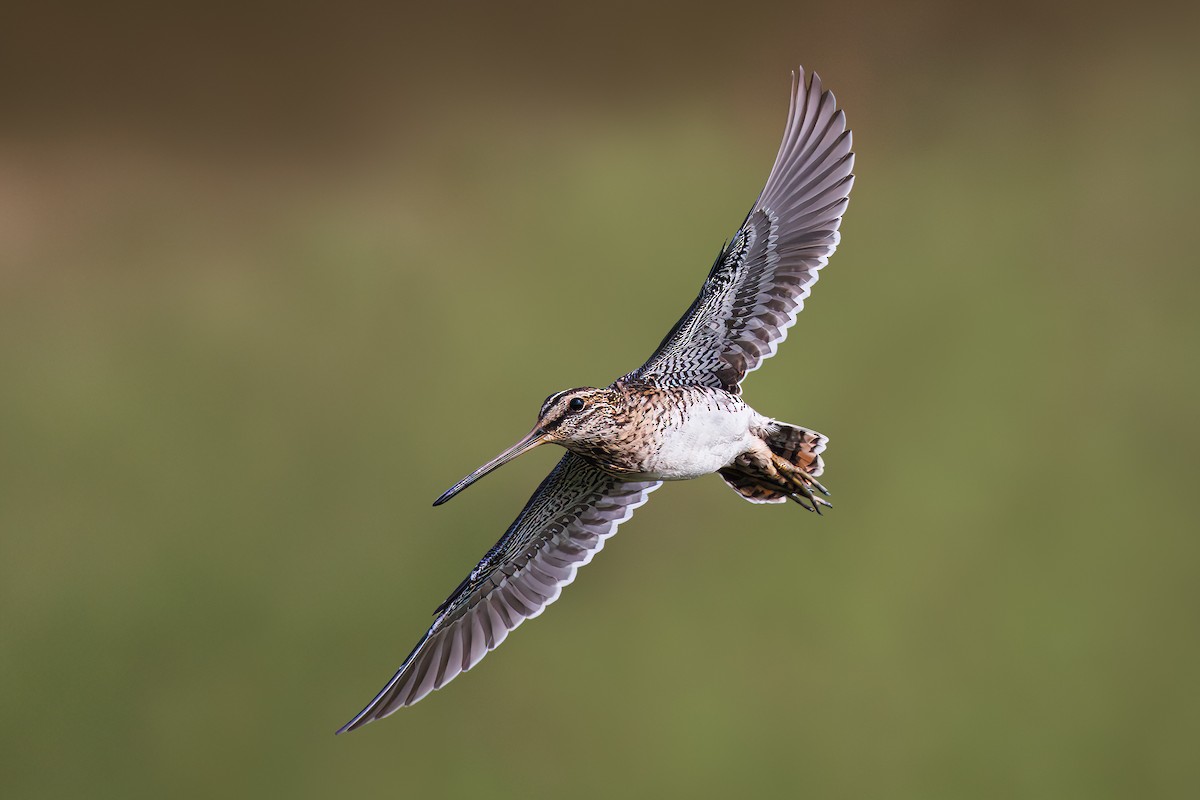 Common Snipe - ML625308550