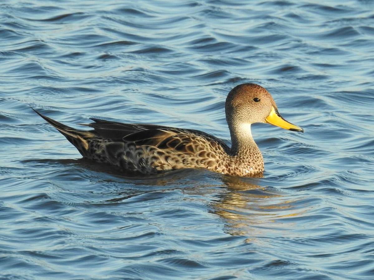 Yellow-billed Pintail - ML625308717