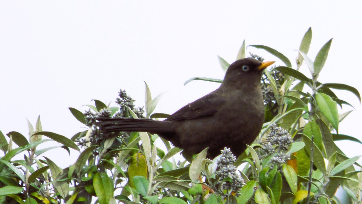 Sooty Thrush - ML625308790