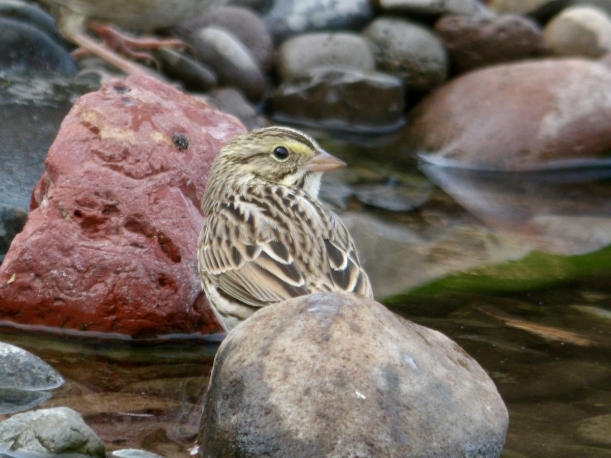 Savannah Sparrow - ML625308874