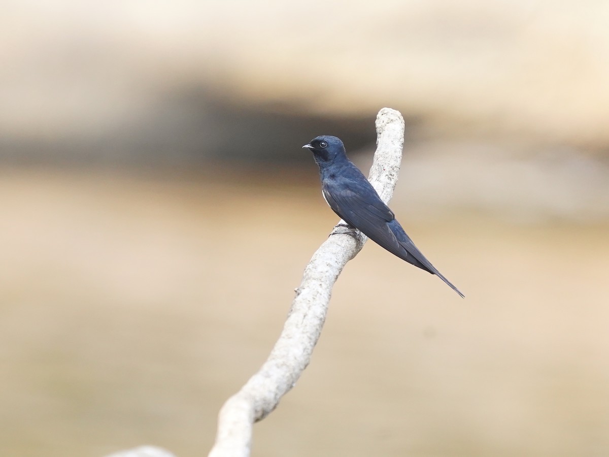 White-banded Swallow - ML625309045