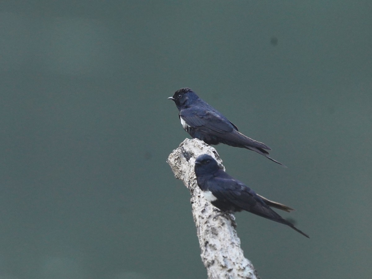 Golondrina Fajiblanca - ML625309046