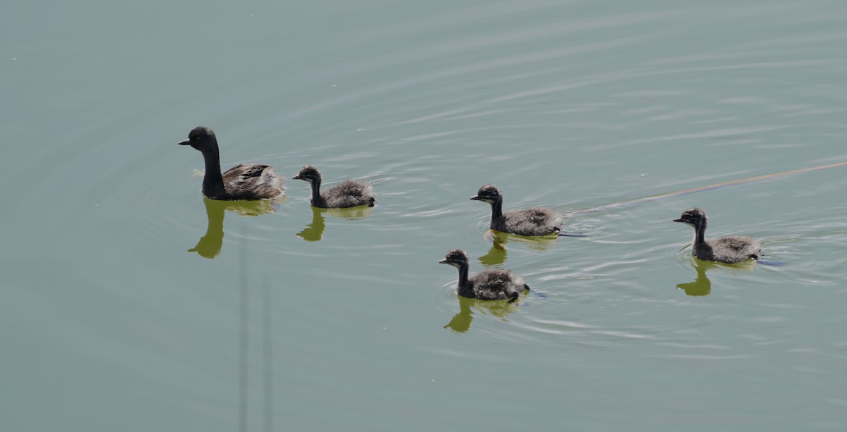 Least Grebe - ML625309152