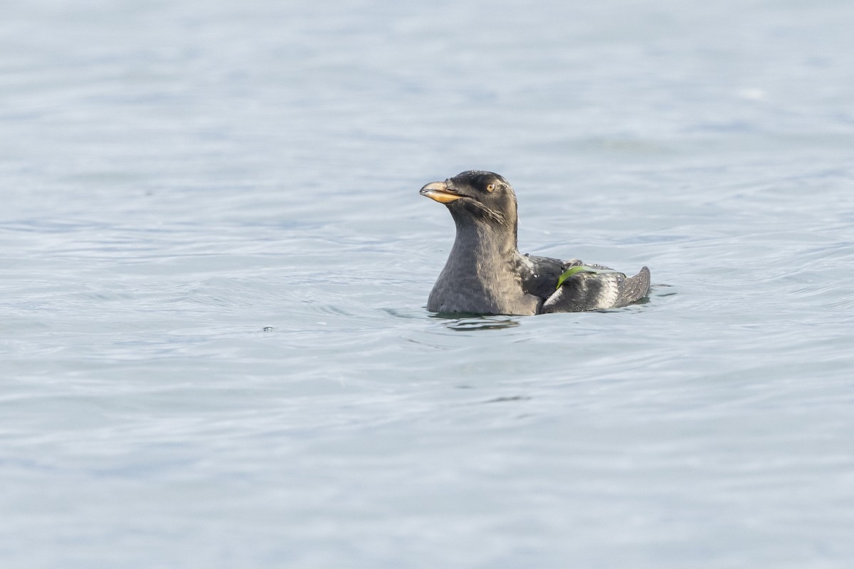 Rhinoceros Auklet - ML625309381