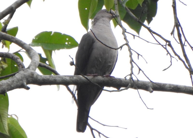 Plumbeous Pigeon - ML625309386