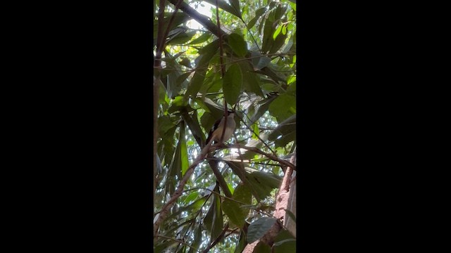 Buff-sided Robin - ML625309396