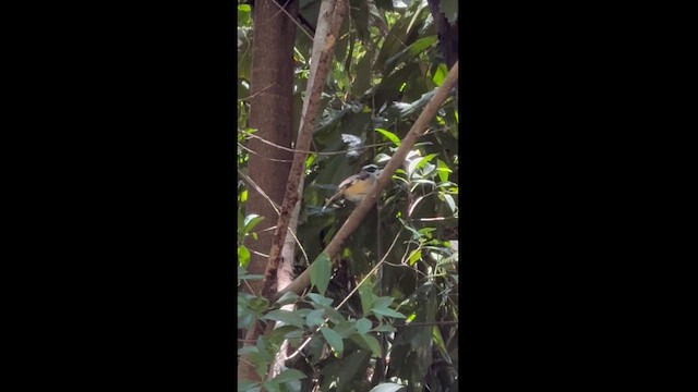 Buff-sided Robin - ML625309397