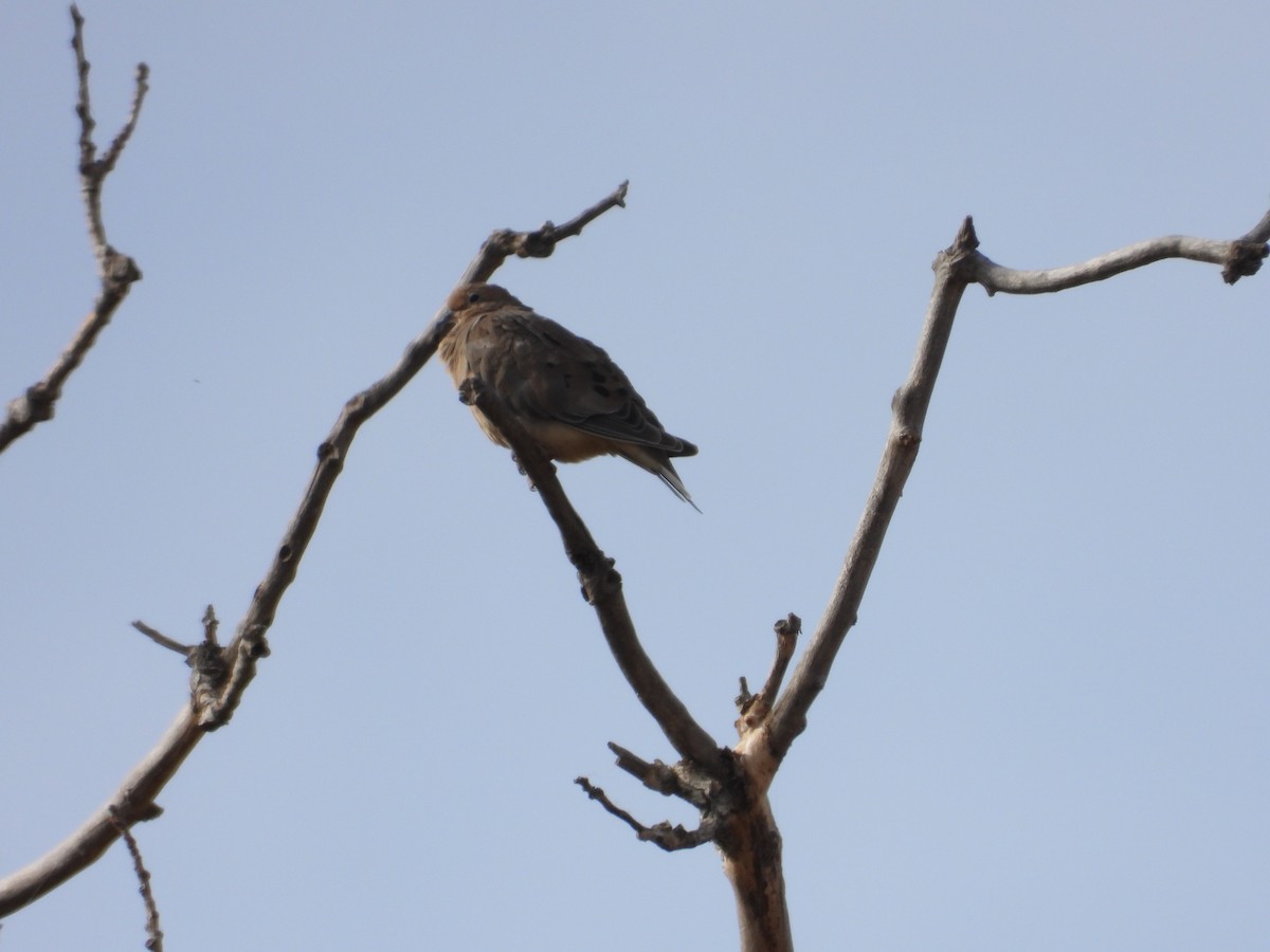 Mourning Dove - ML625309484