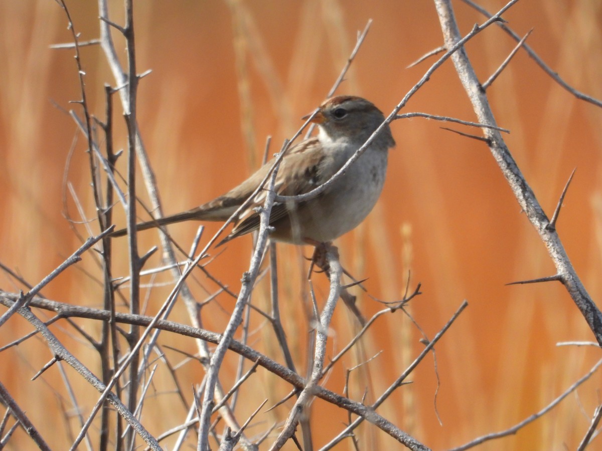 White-crowned Sparrow - ML625309495