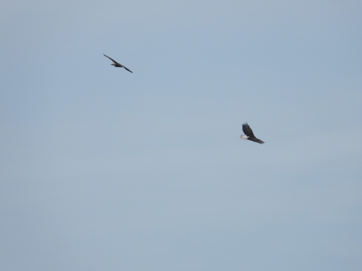 Bald Eagle - ML625309508