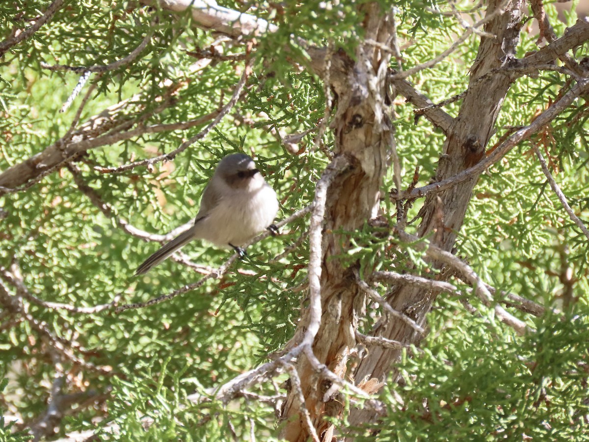 Bushtit - ML625309597