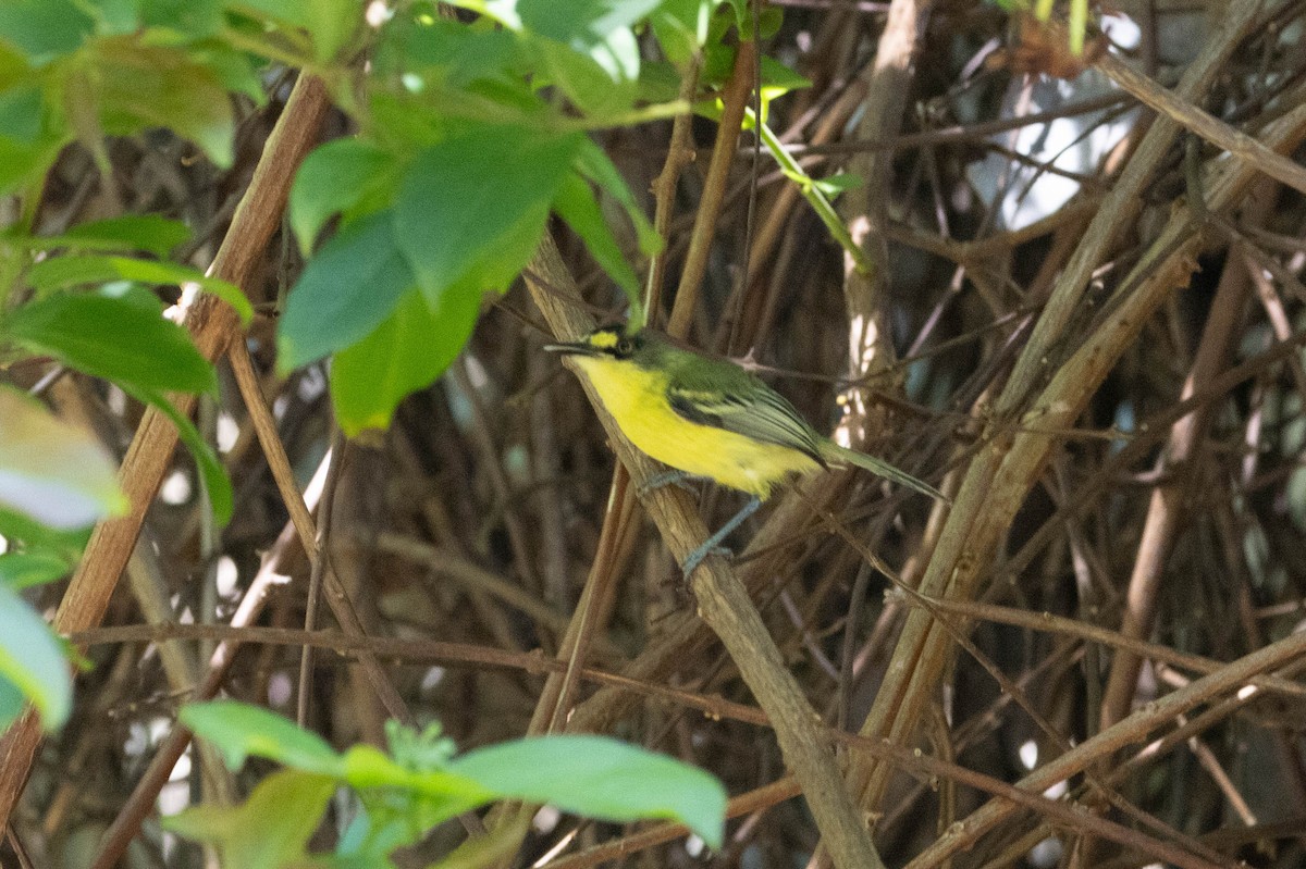 Gray-headed Tody-Flycatcher - ML625309602