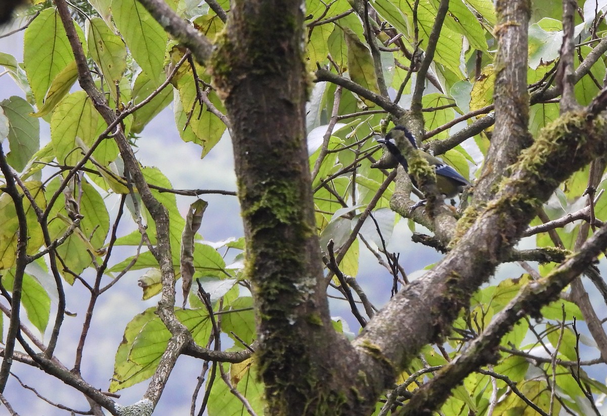 Green-backed Tit - Dora Deng