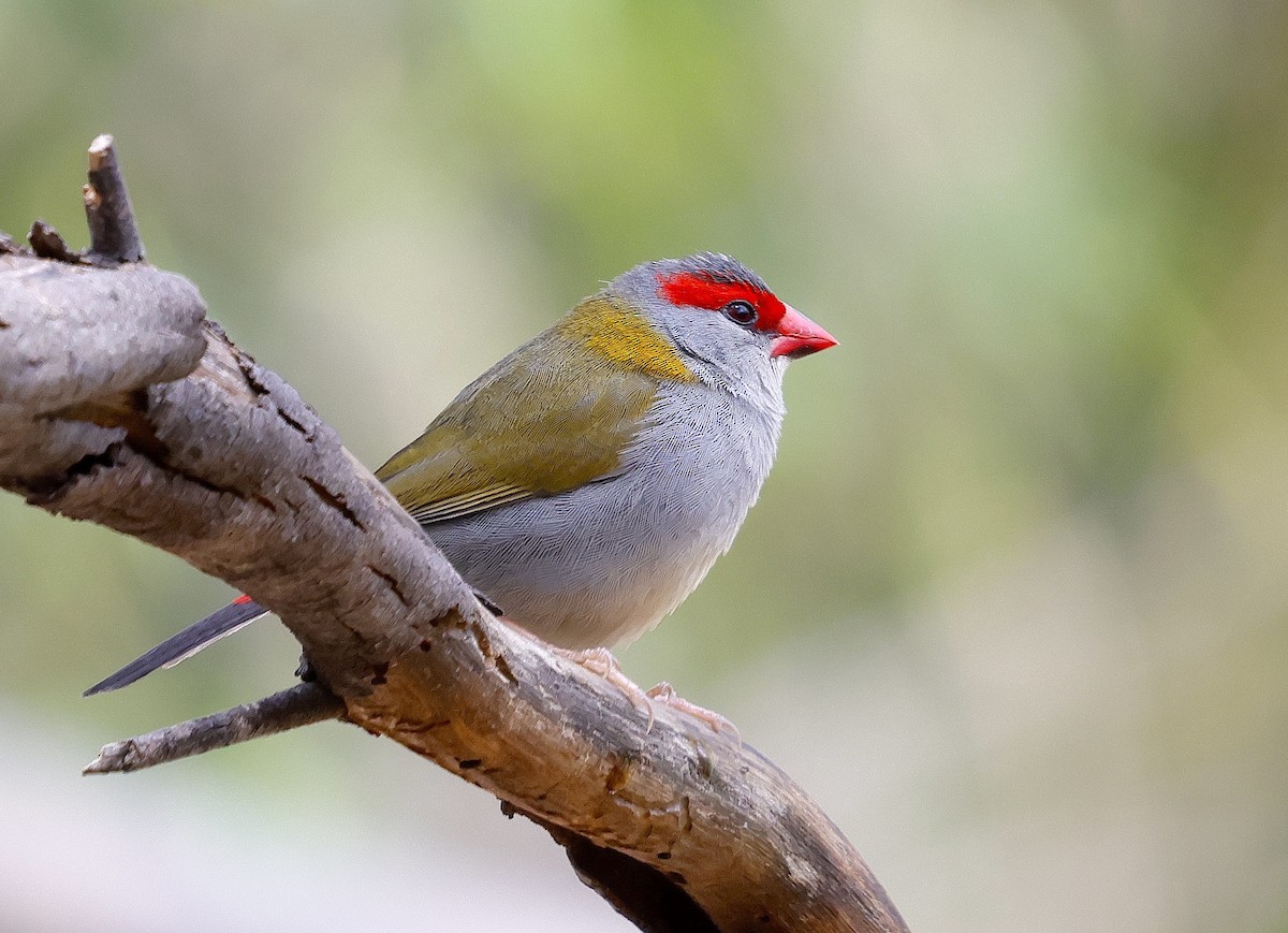 Red-browed Firetail - ML625309933
