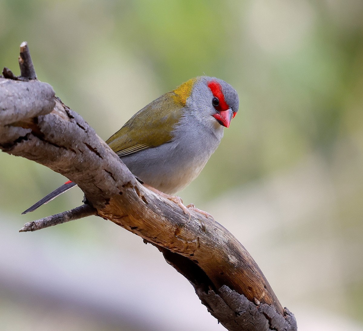 Red-browed Firetail - ML625309942