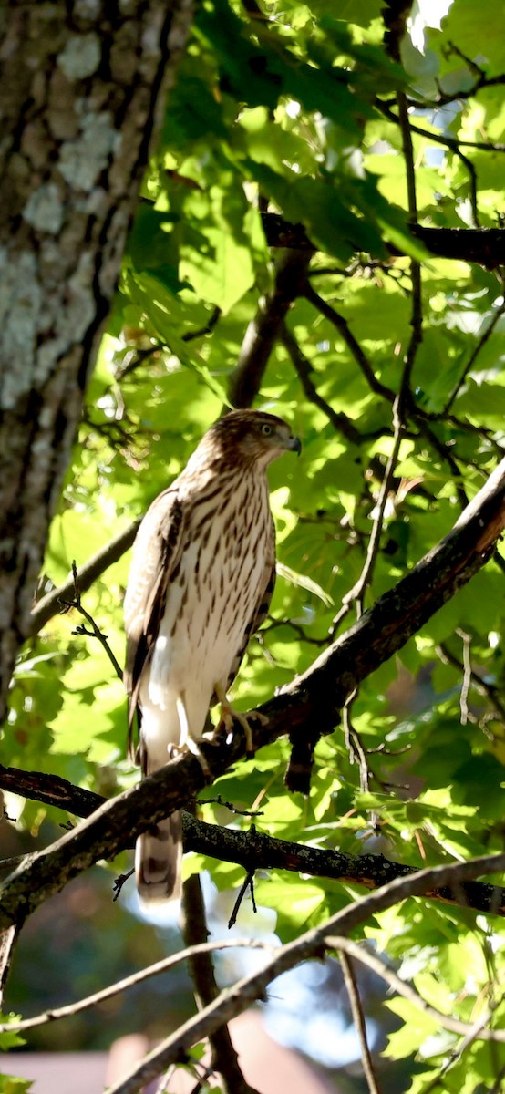 Cooper's Hawk - ML625310064
