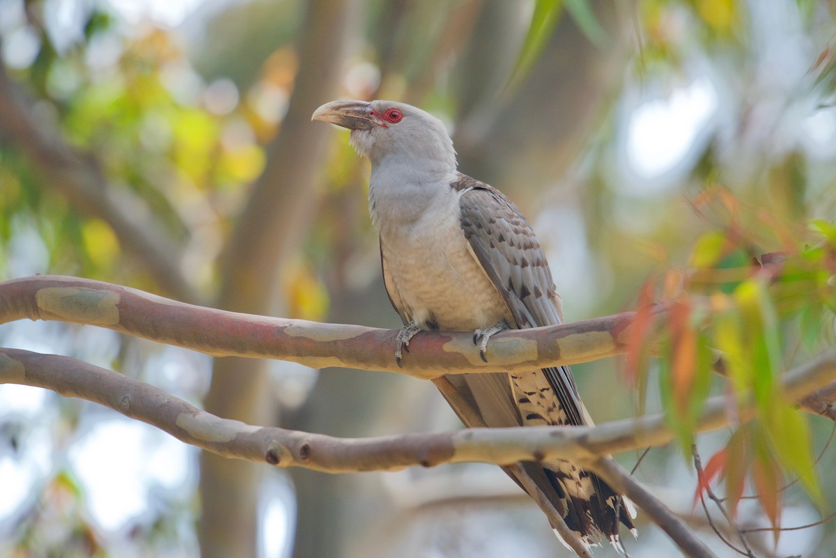 Channel-billed Cuckoo - ML625310081