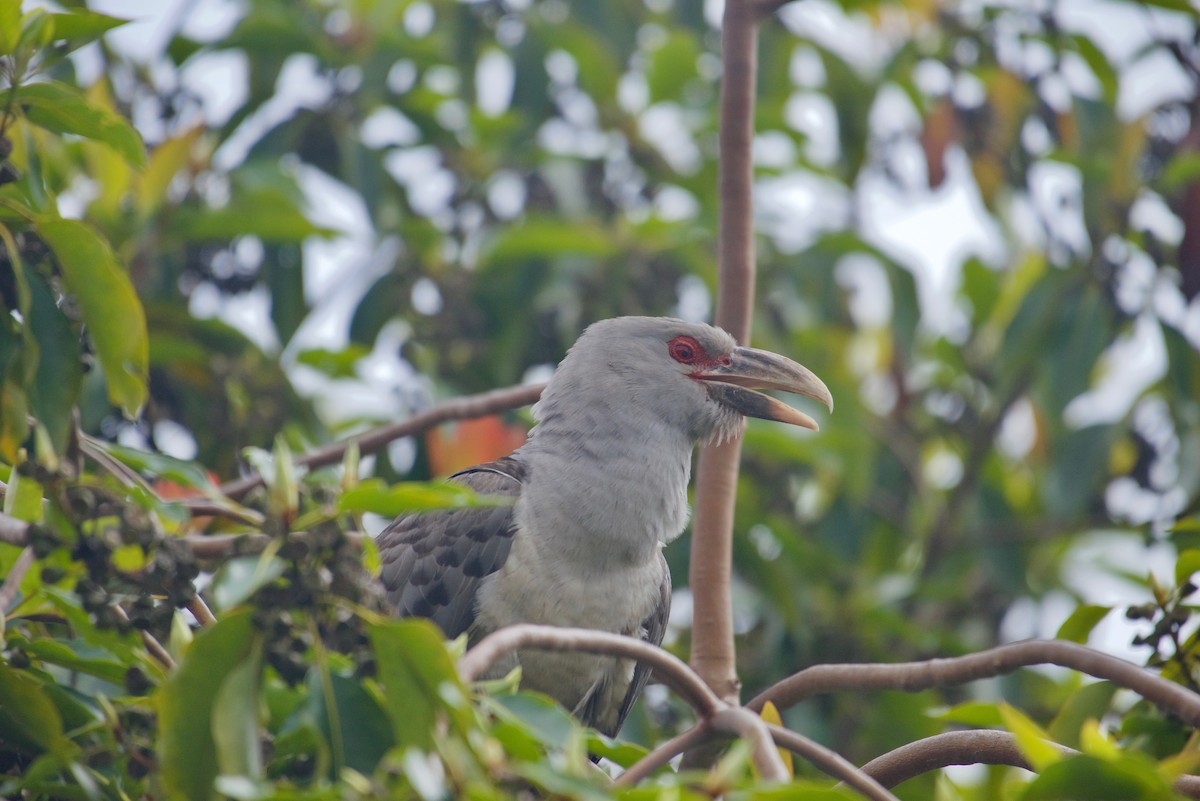 Channel-billed Cuckoo - ML625310082