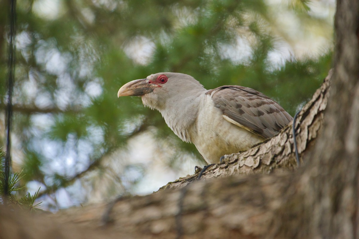 Channel-billed Cuckoo - ML625310083