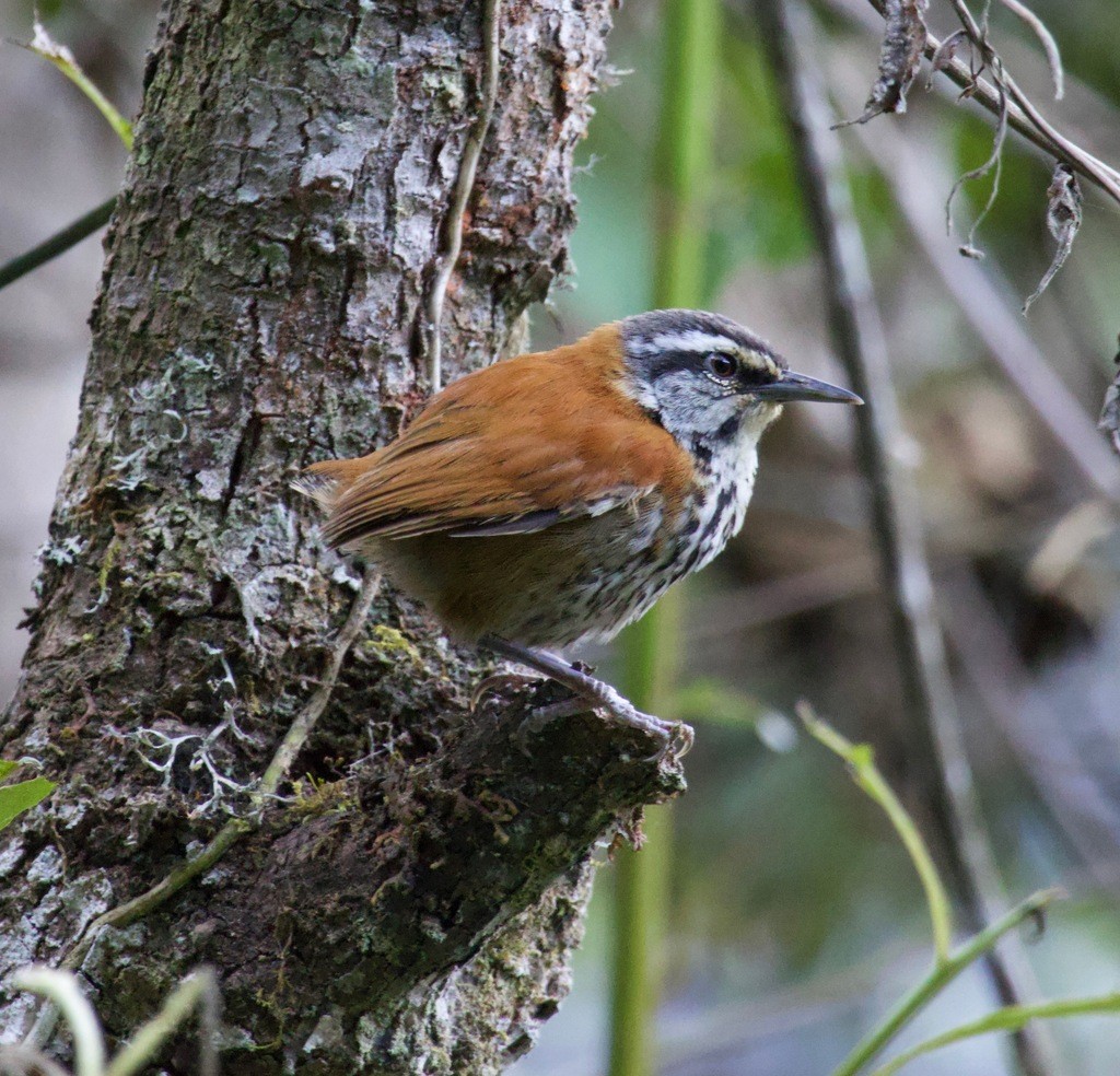 Inca Wren - ML625310093