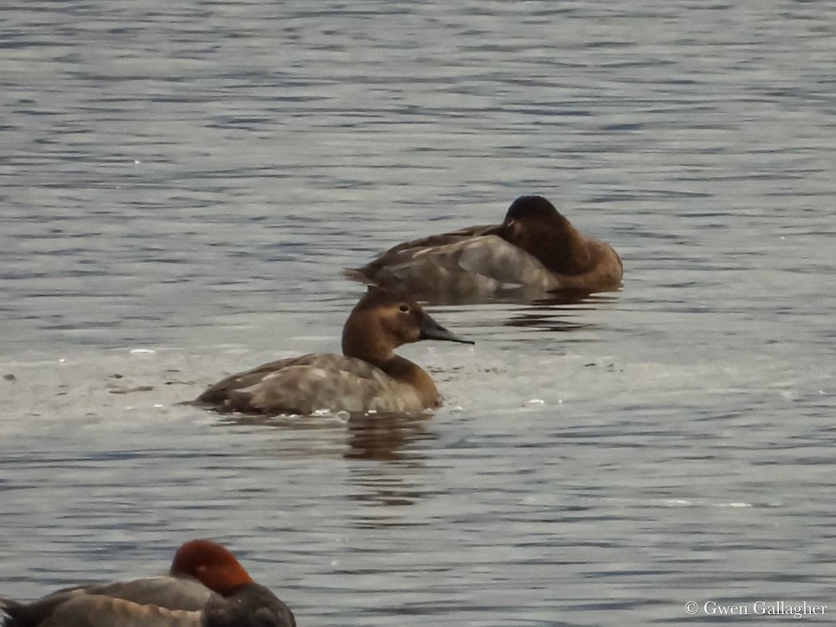 Canvasback - ML625310215