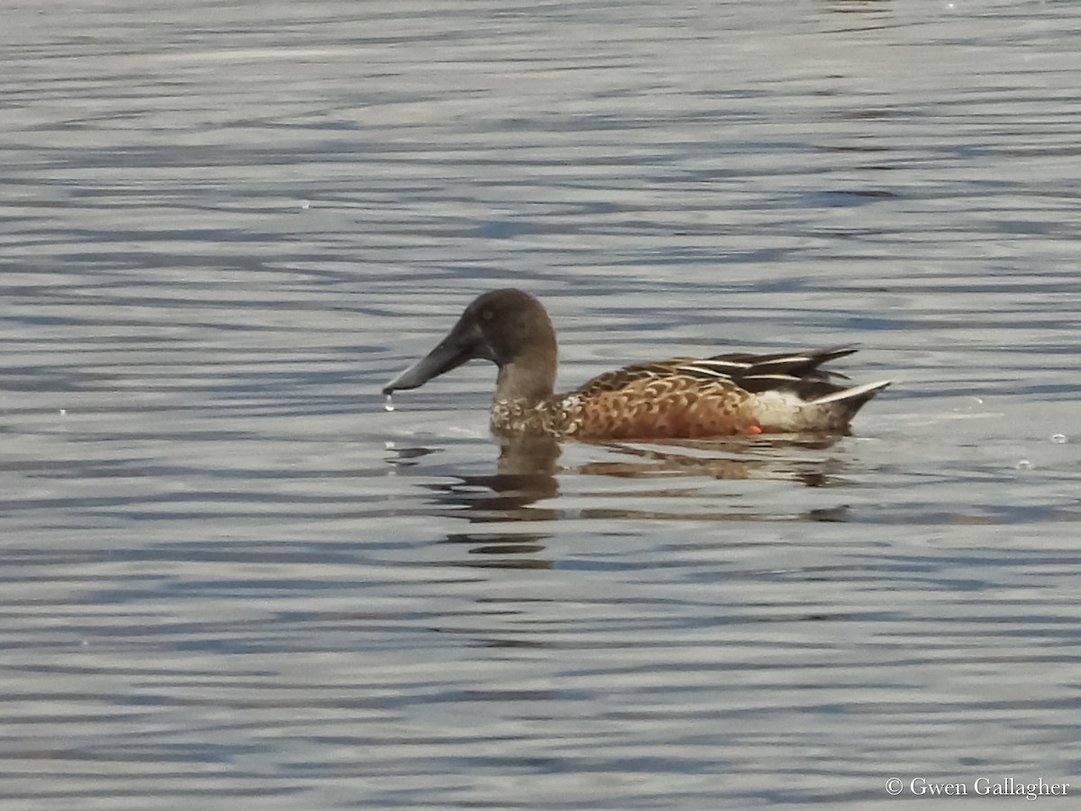 Northern Shoveler - ML625310223