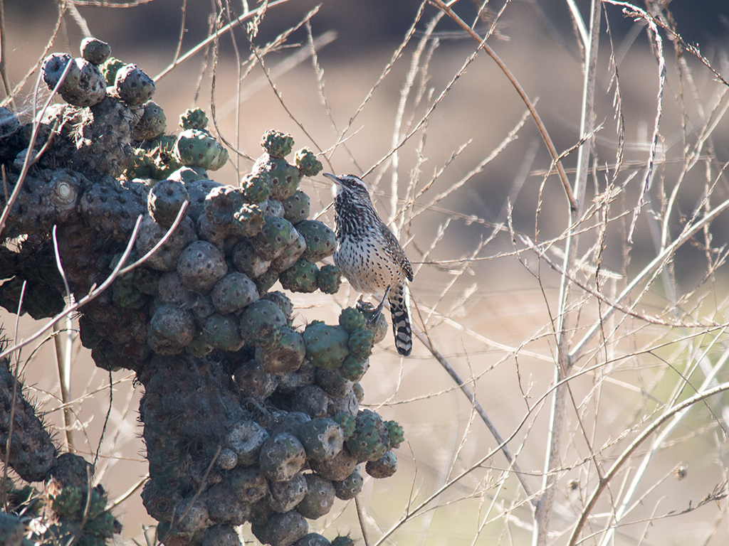 Cactus Wren - ML625310224