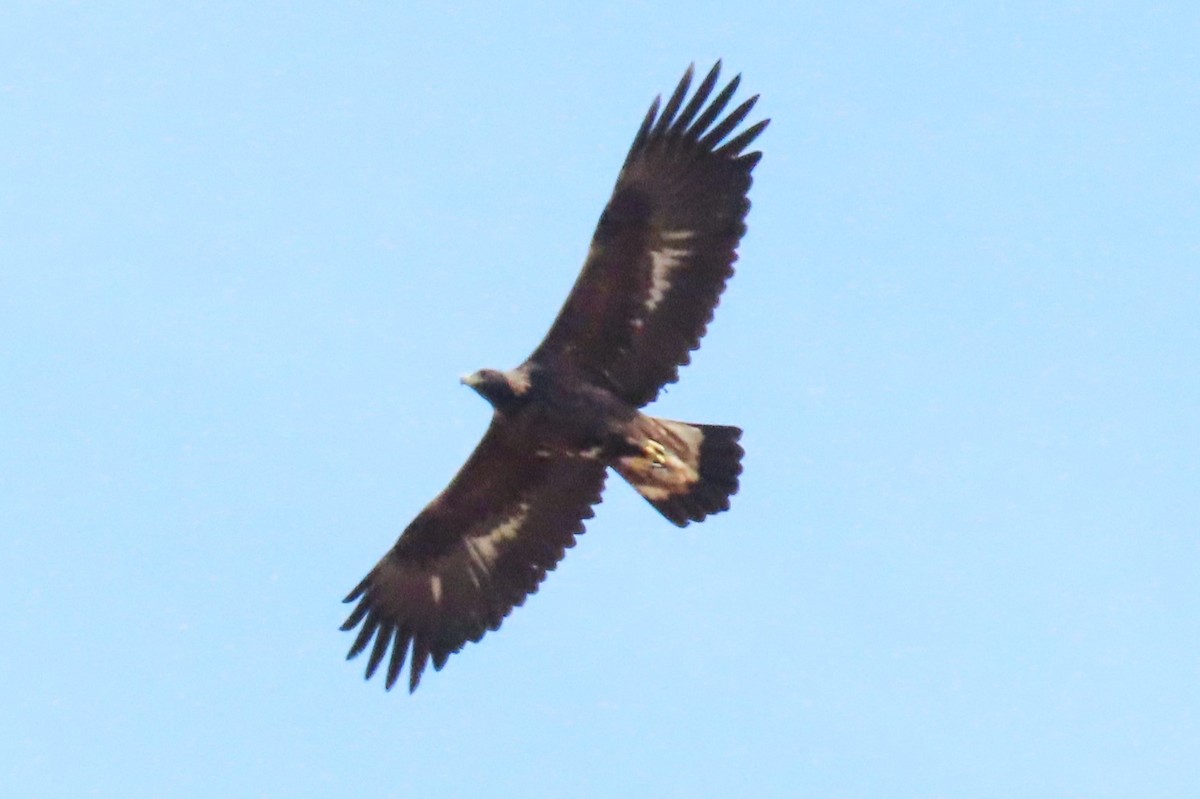 Golden Eagle - ML625310264