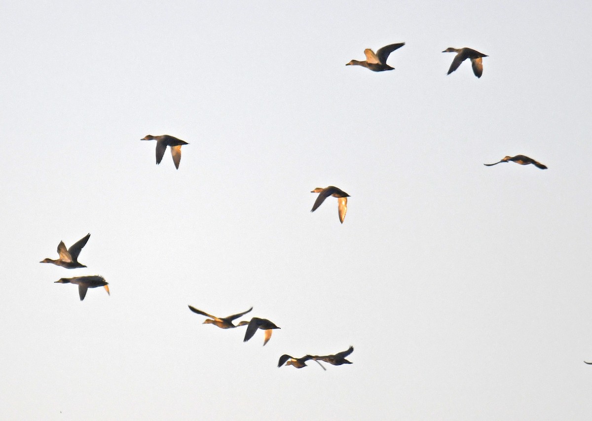 American Black Duck - ML625310269