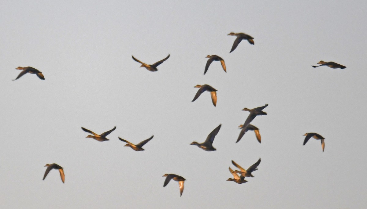 American Black Duck - ML625310271