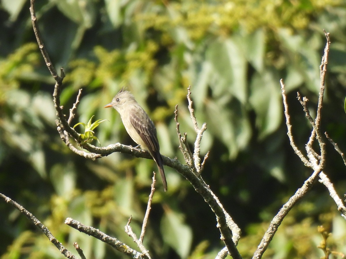 Greater Pewee - ML625310282