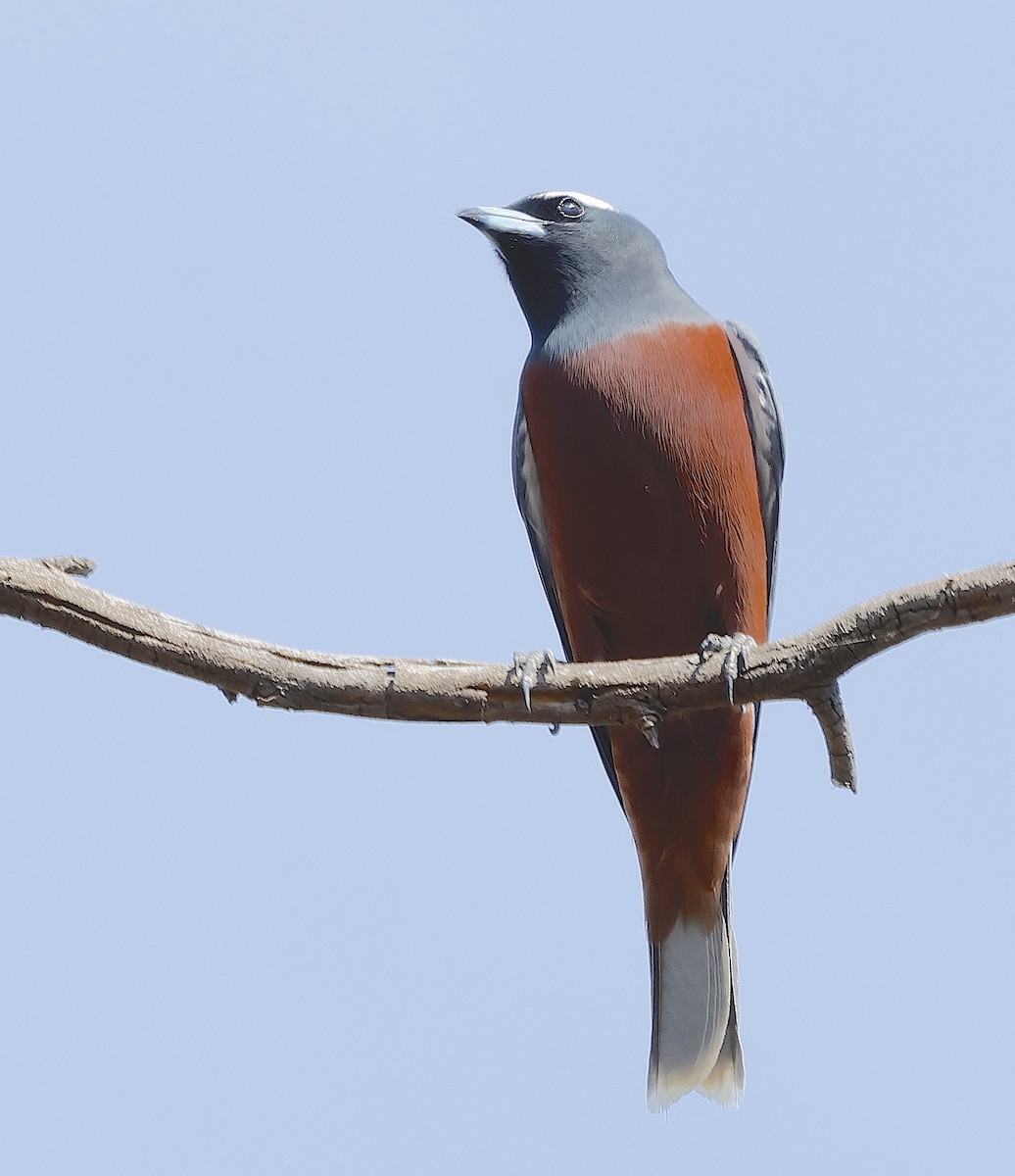 White-browed Woodswallow - ML625310291