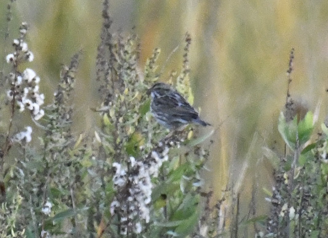 Savannah Sparrow (Savannah) - ML625310308