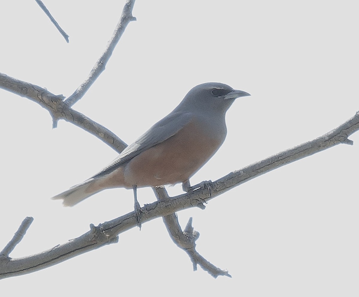 White-browed Woodswallow - ML625310320