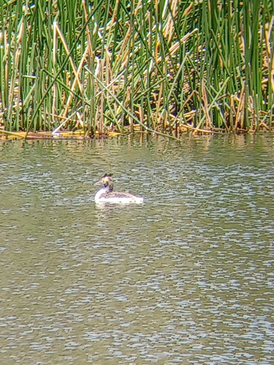 Grèbe huppé - ML625310374