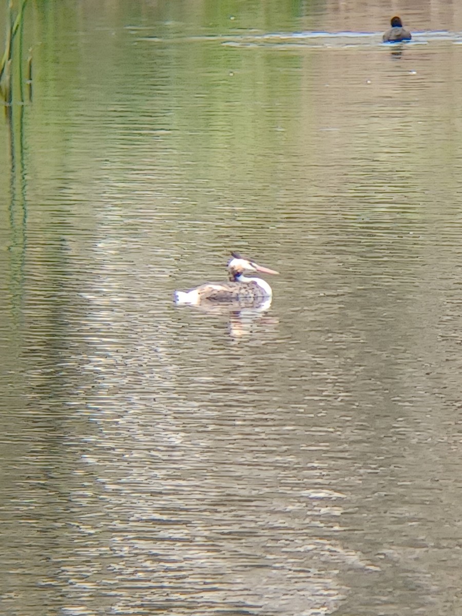 Grèbe huppé - ML625310383