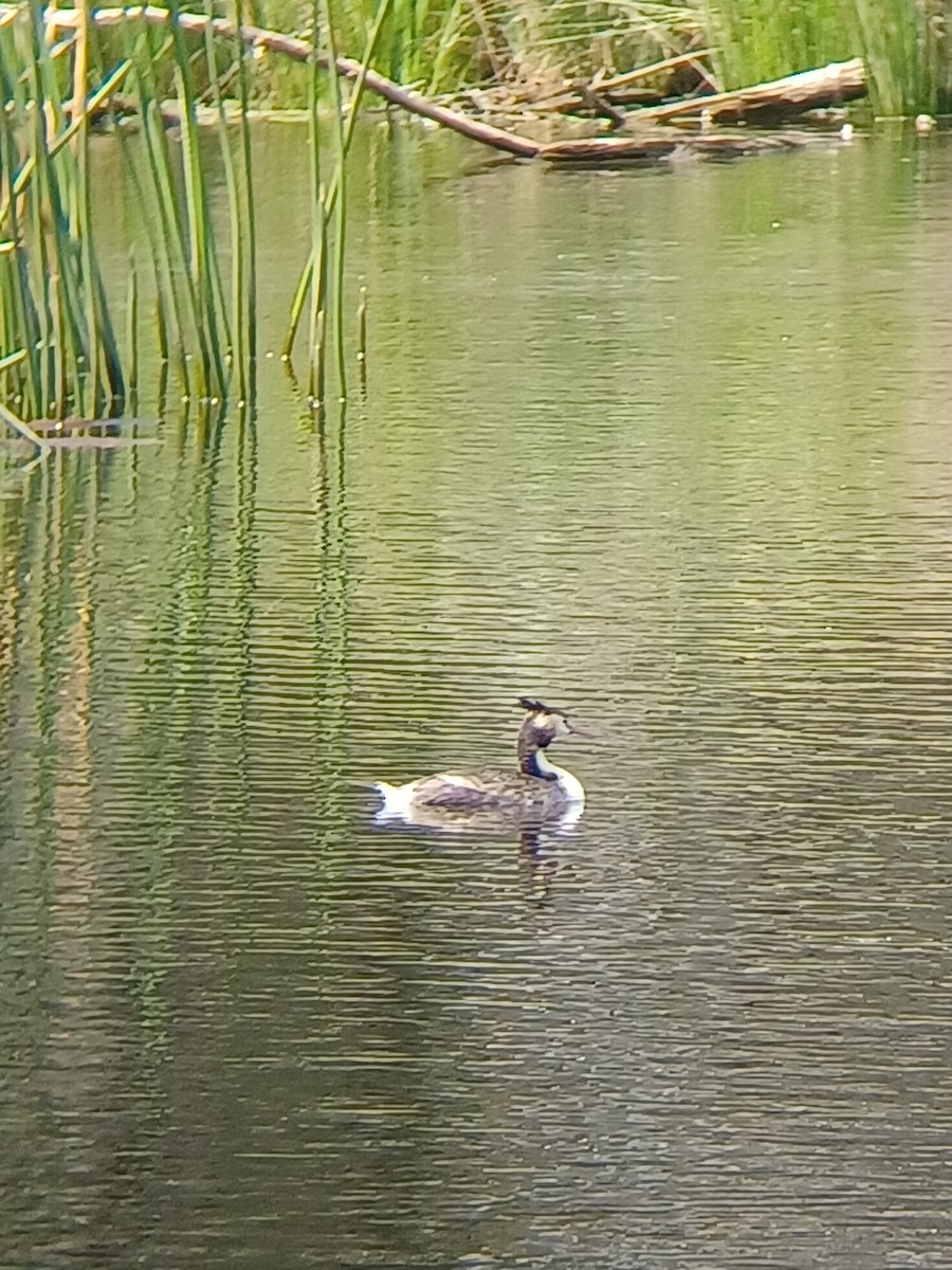 Grèbe huppé - ML625310390