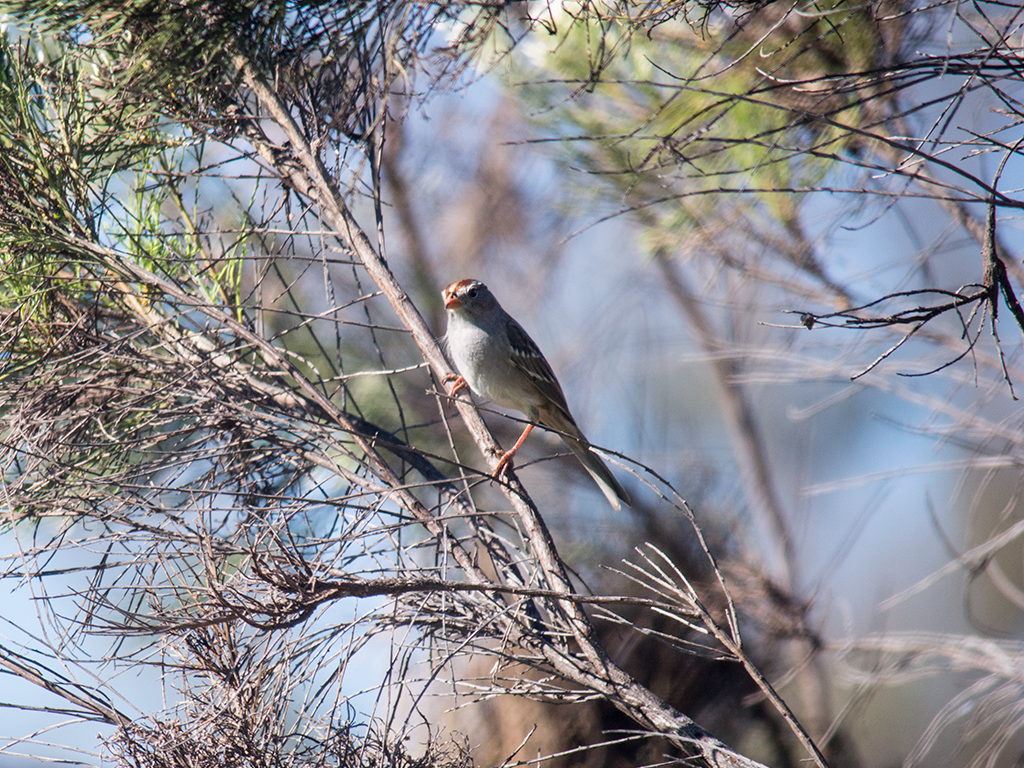 White-crowned Sparrow - ML625310401