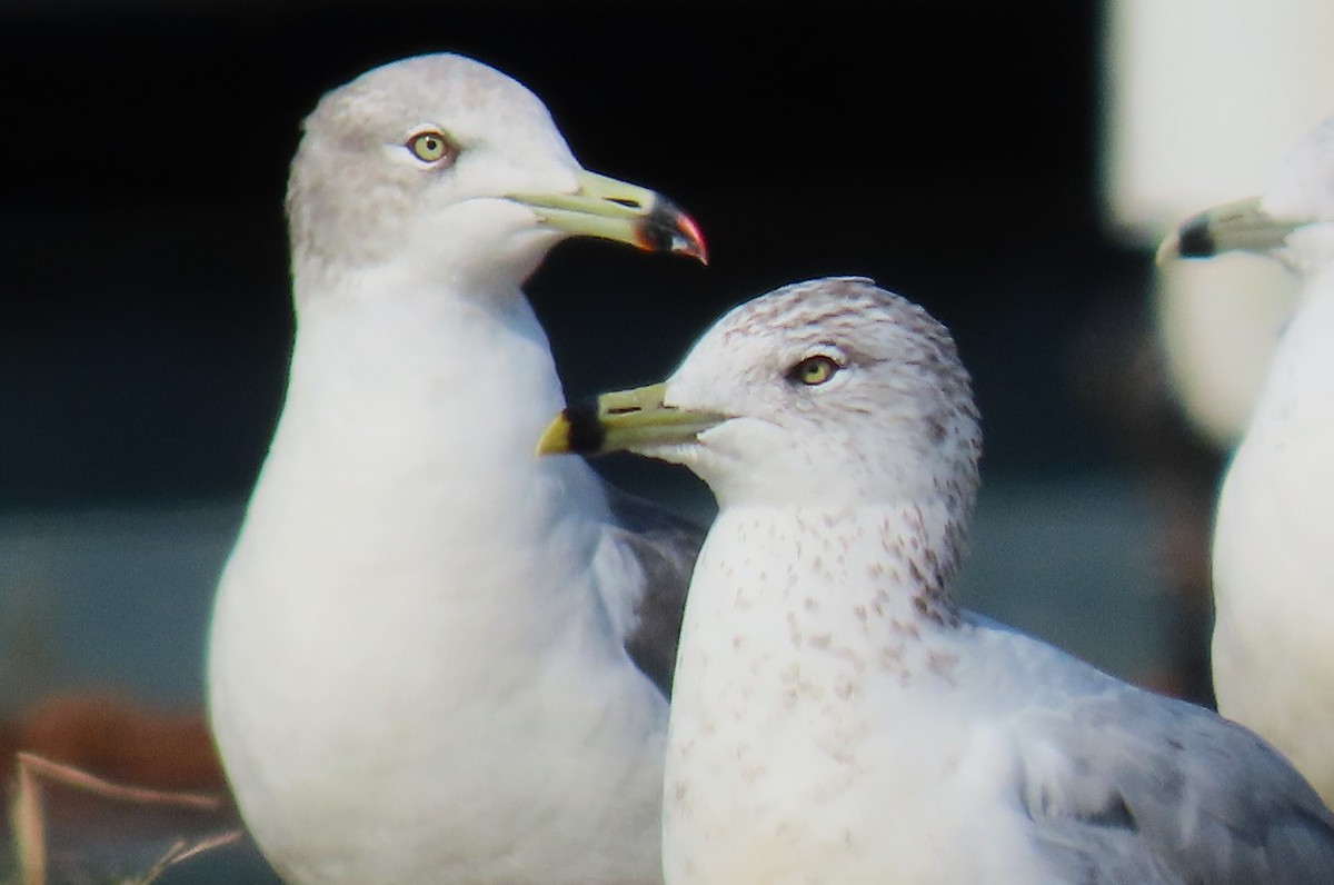 Black-tailed Gull - ML625310415